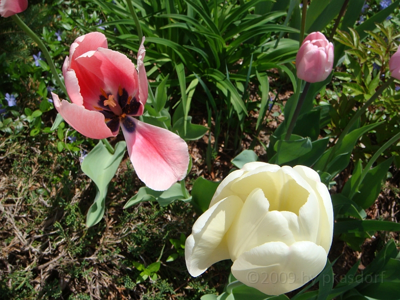 46 Nancy's Garden [2009 May 10].JPG - Nancy's Garden.